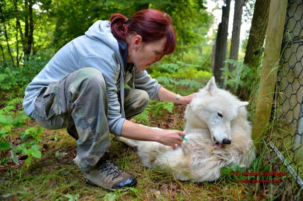 Foto - Arktischer Wolf
